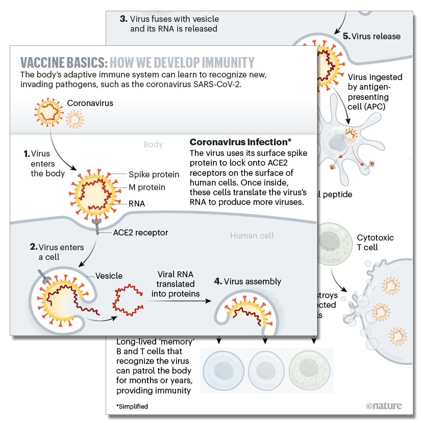 Coronavirus Infection Images On Body