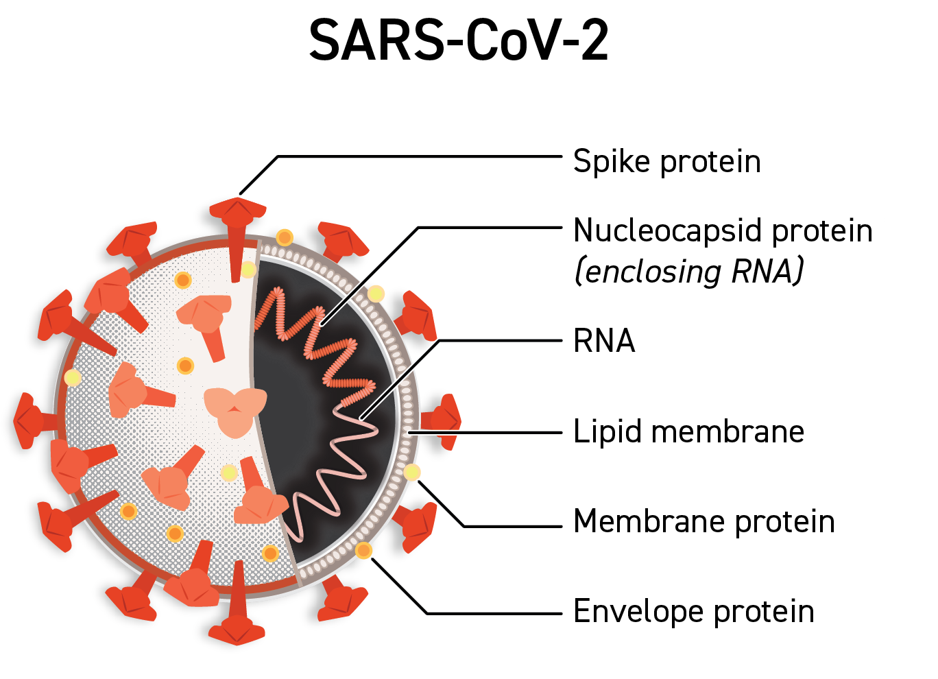 Illustration of the SARS-CoV-2 structure with proteins and membrane labeled.