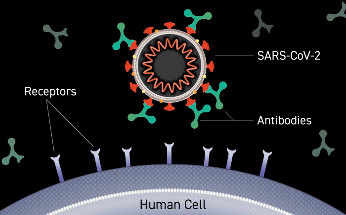 Illustration of an antibody binding to the surface of a virus.