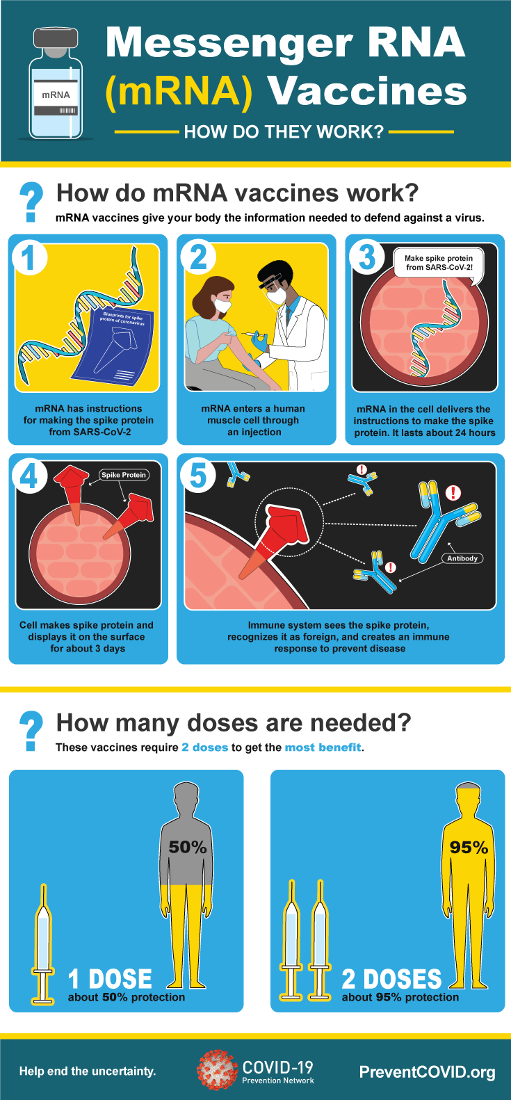 An infographic describing how mRNA vaccines work. The text below fully describes the graphic content.